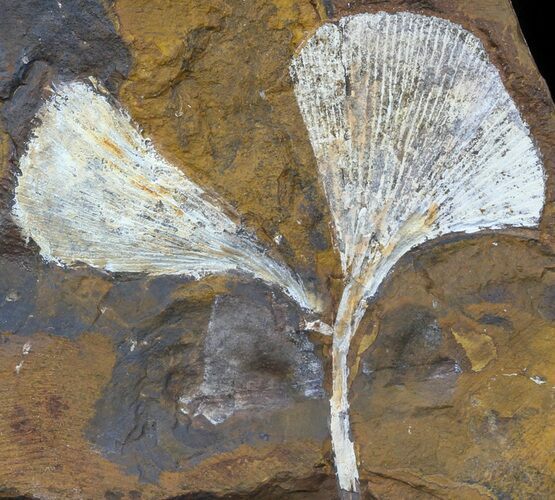 Fossil Ginkgo Leaves From North Dakota - Paleocene #59007